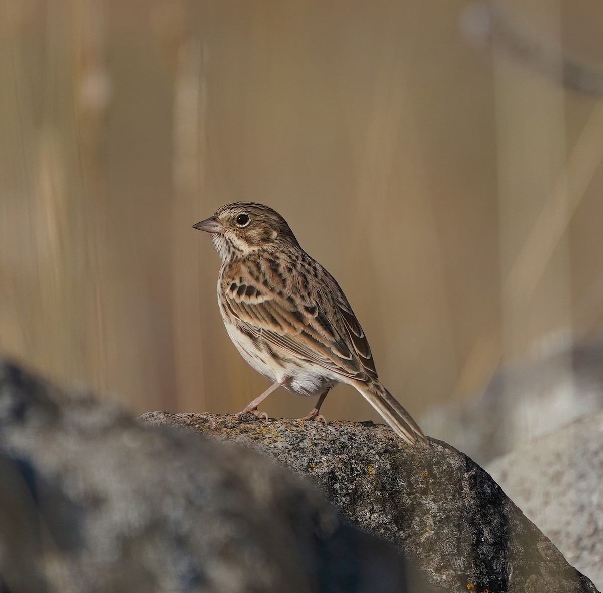 Vesper Sparrow - ML609288627