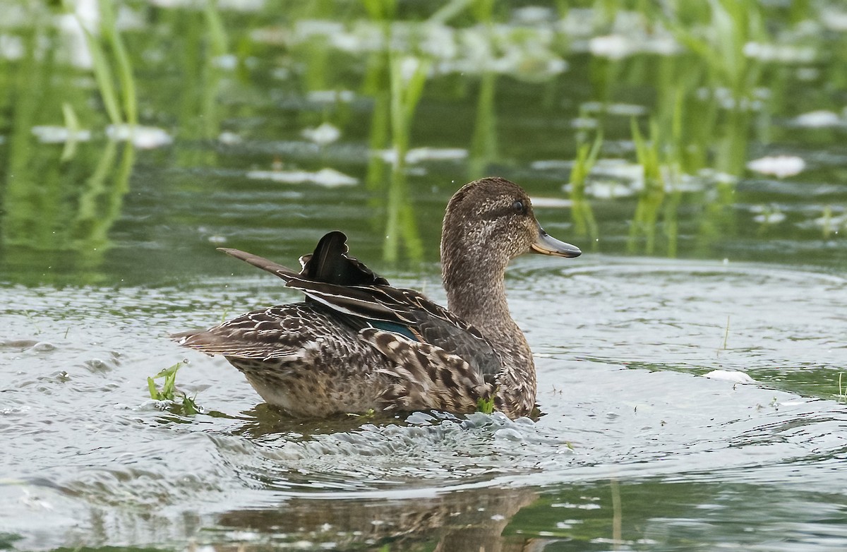 Green-winged Teal - ML609288658