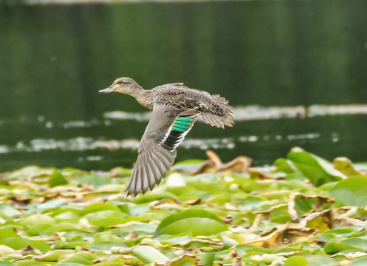 Green-winged Teal - Robert Bochenek