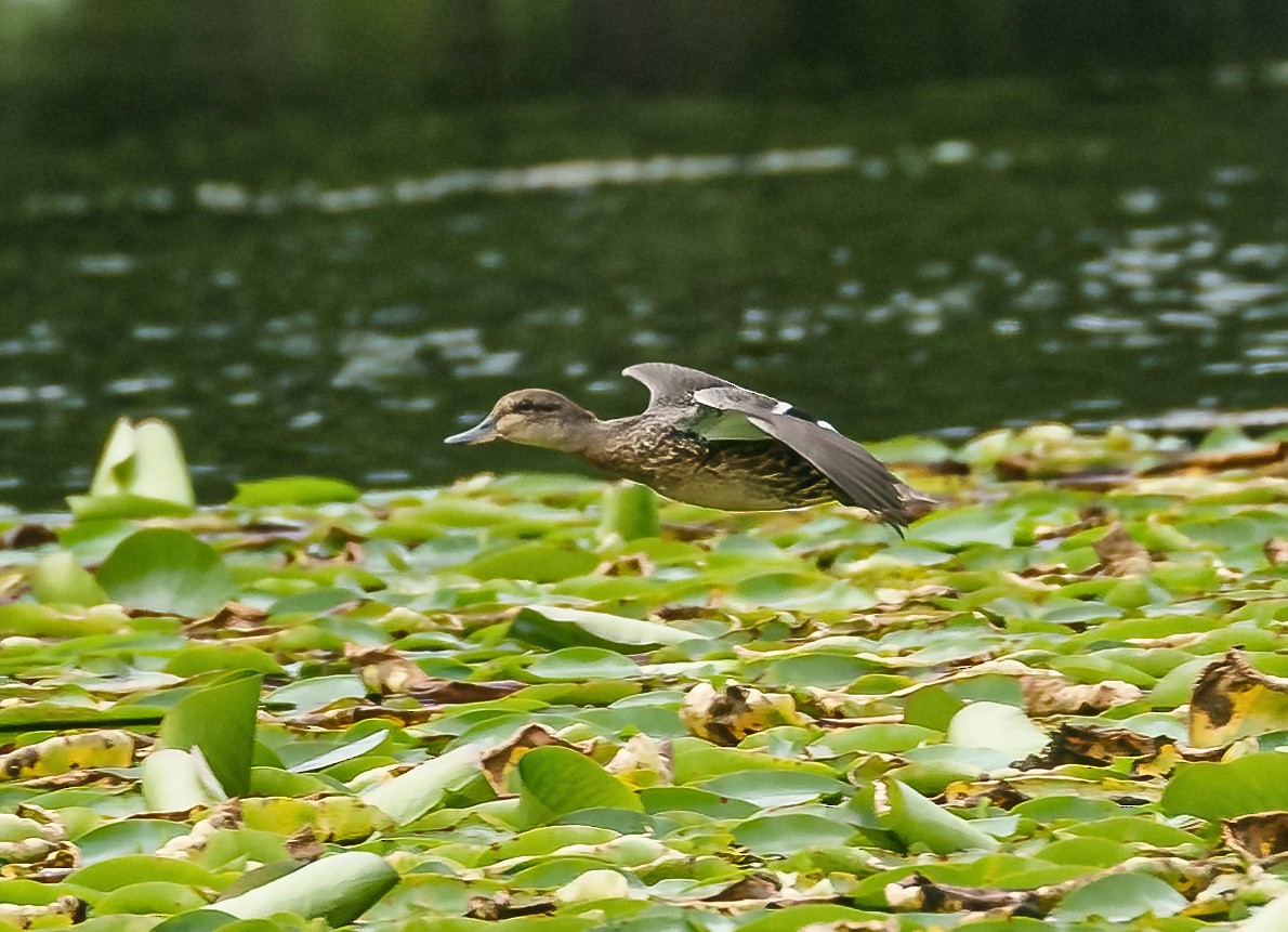 Green-winged Teal - Robert Bochenek