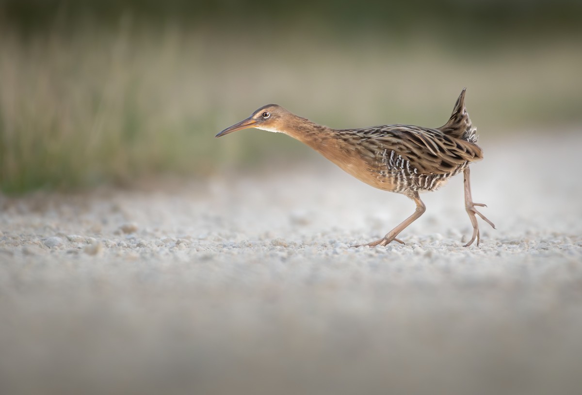 King Rail - Brian Genge