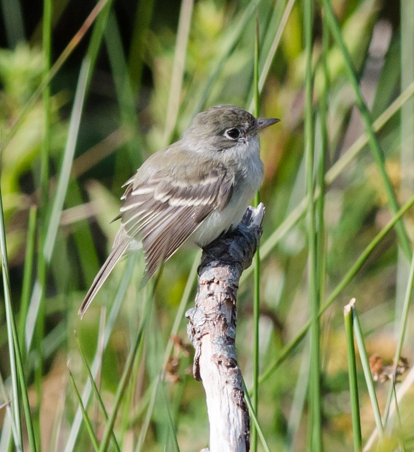 Least Flycatcher - ML609288894