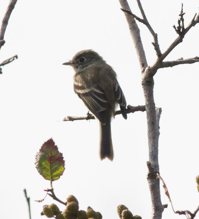 Least Flycatcher - ML609288895