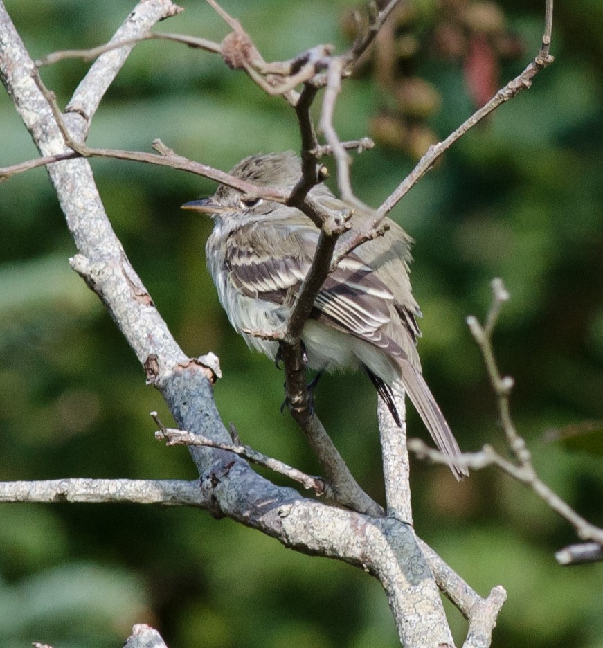 Least Flycatcher - ML609288896