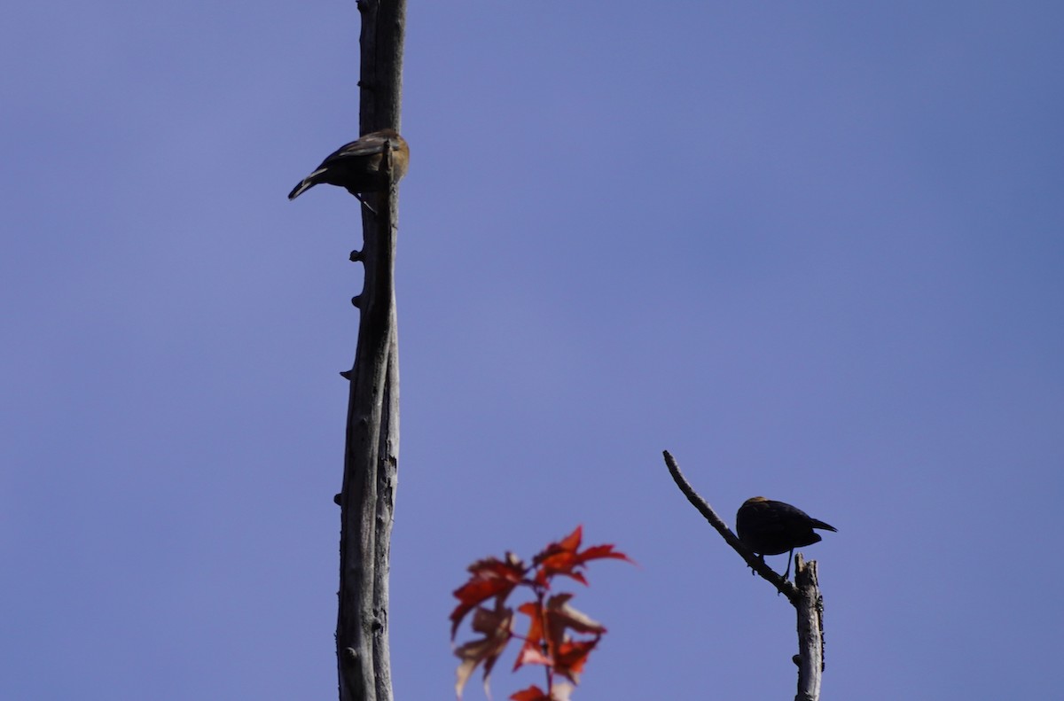 Rusty Blackbird - ML609288905