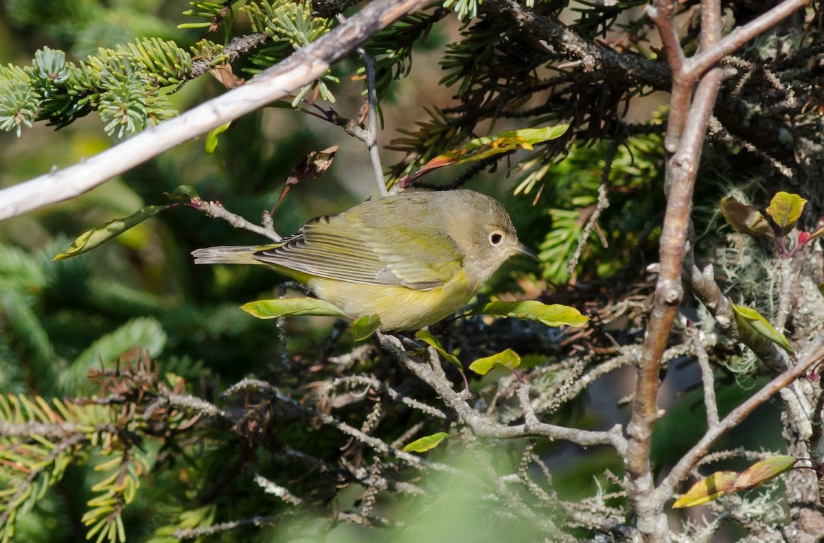 Nashville Warbler - Alix d'Entremont