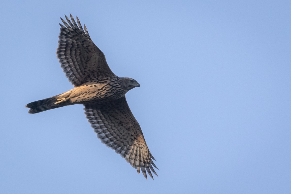 Eurasian Goshawk - Vladimir Belinskiy