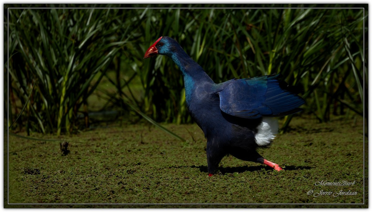 African Swamphen - ML609288991