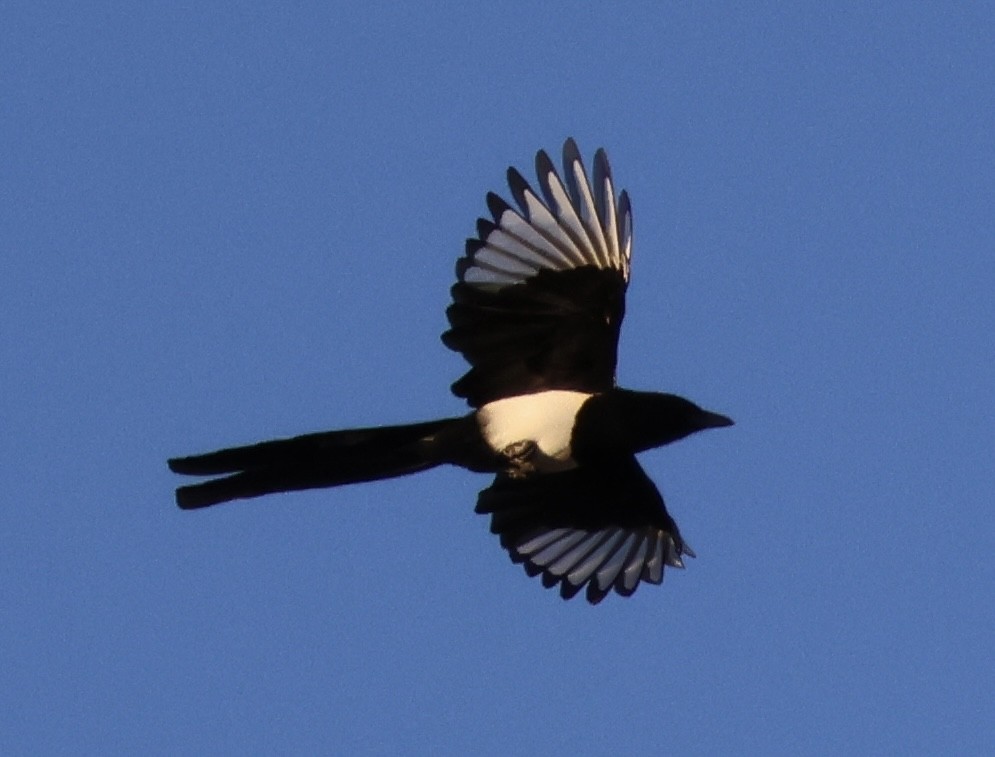 Eurasian Magpie (Iberian) - ML609289039