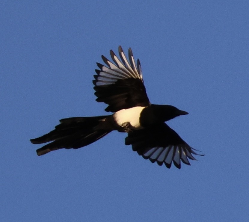 Eurasian Magpie (Iberian) - ML609289040