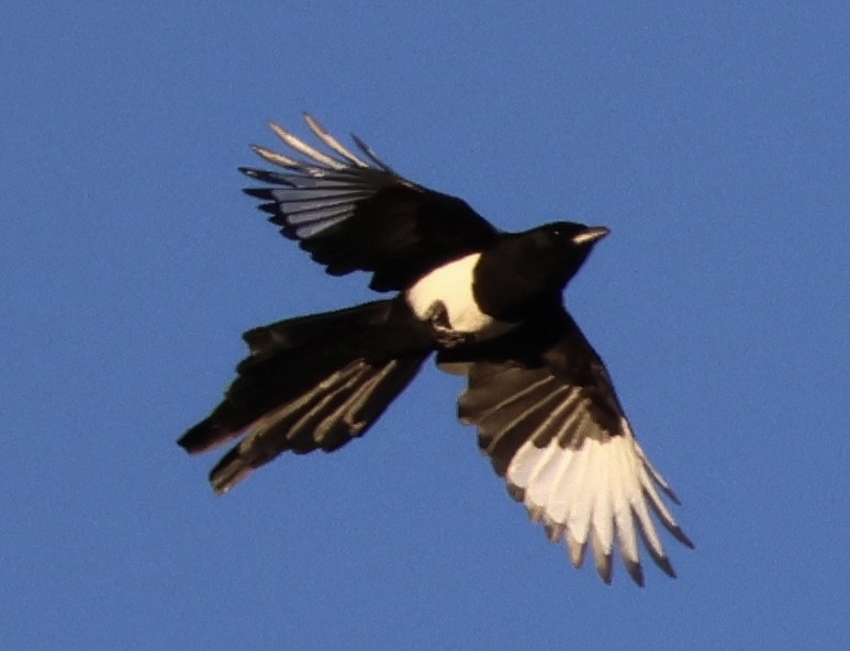 Eurasian Magpie (Iberian) - ML609289042