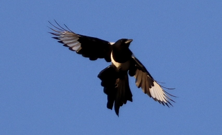 Eurasian Magpie (Iberian) - ML609289043