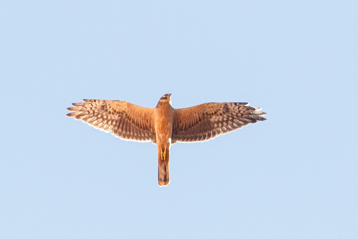 Pallid Harrier - Alistair Walsh