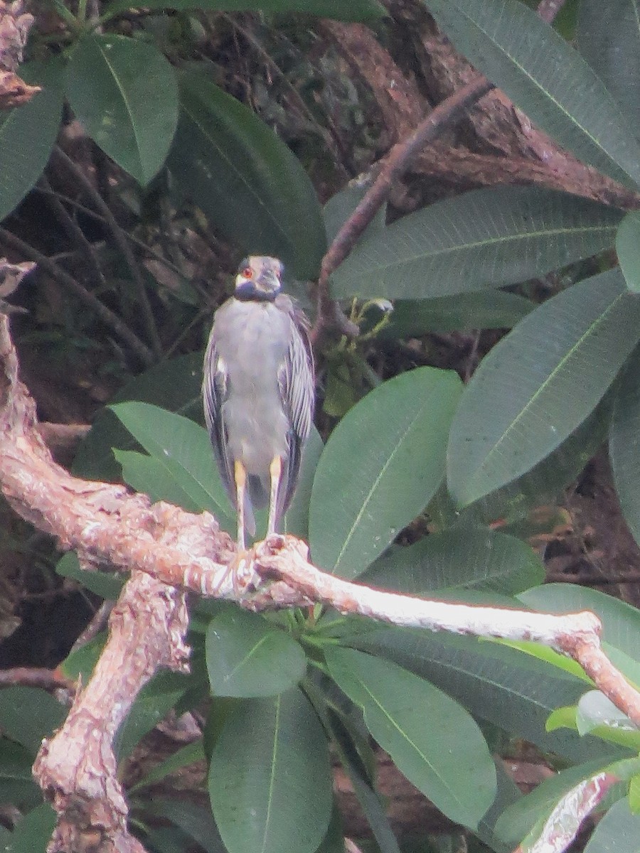 Yellow-crowned Night Heron - ML609289067