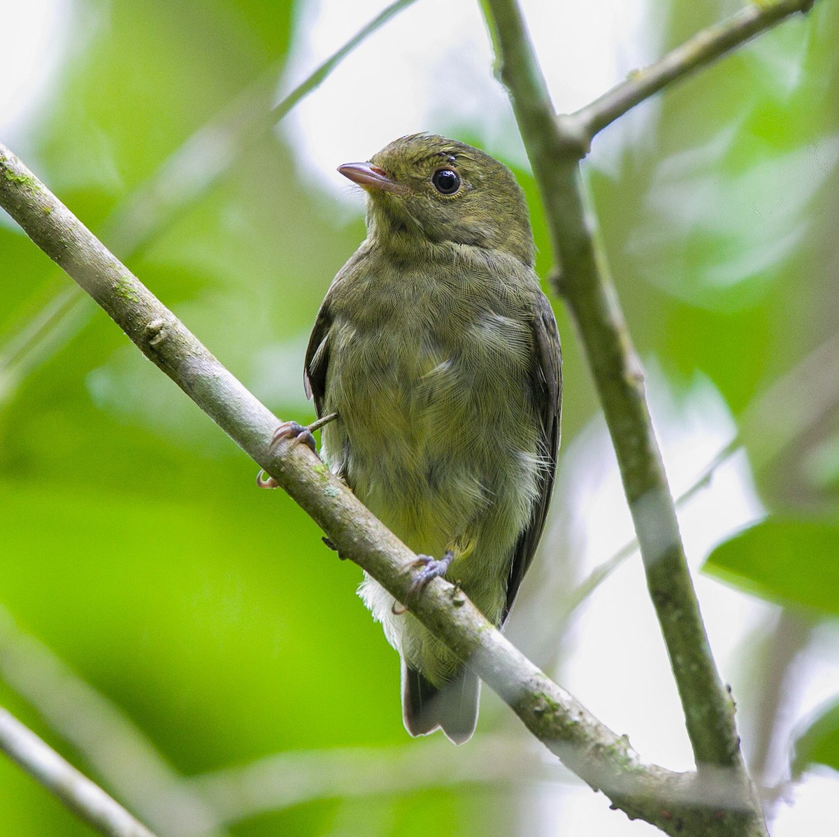 Red-capped Manakin - Isaias Morataya