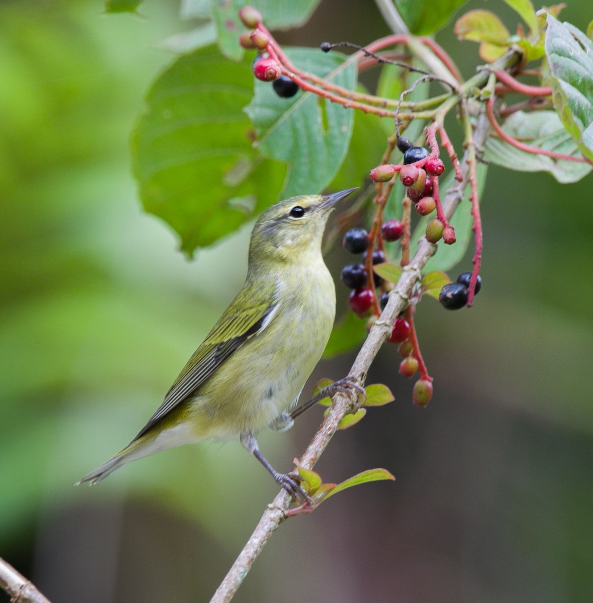 Tennessee Warbler - ML609289184