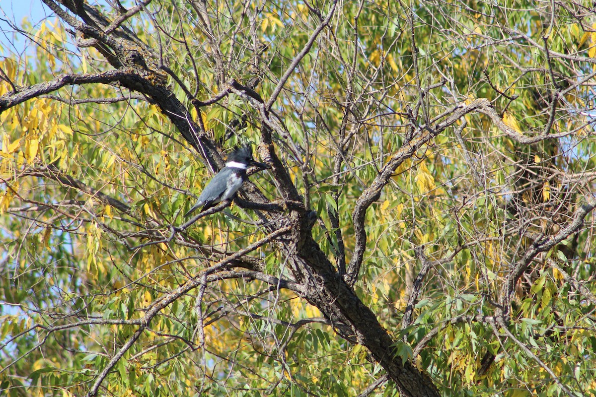 Belted Kingfisher - ML609289246