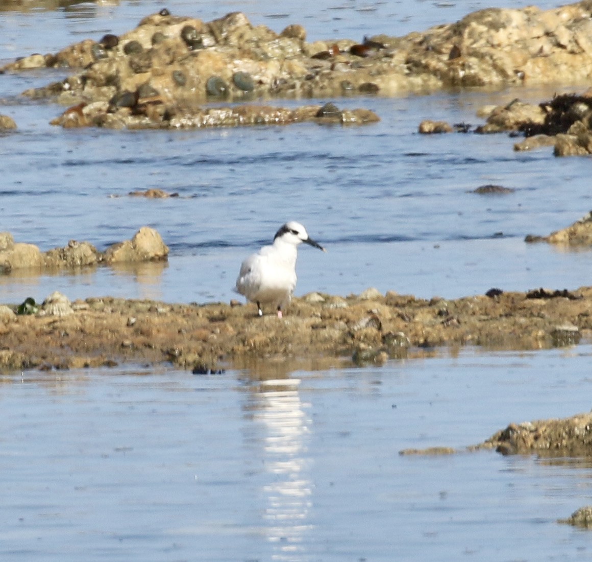 Sandwich Tern - ML609289426