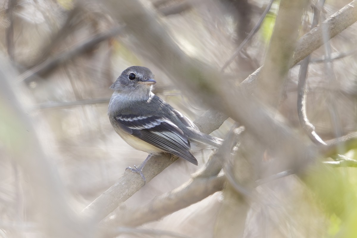 Gray-breasted Flycatcher - ML609289538