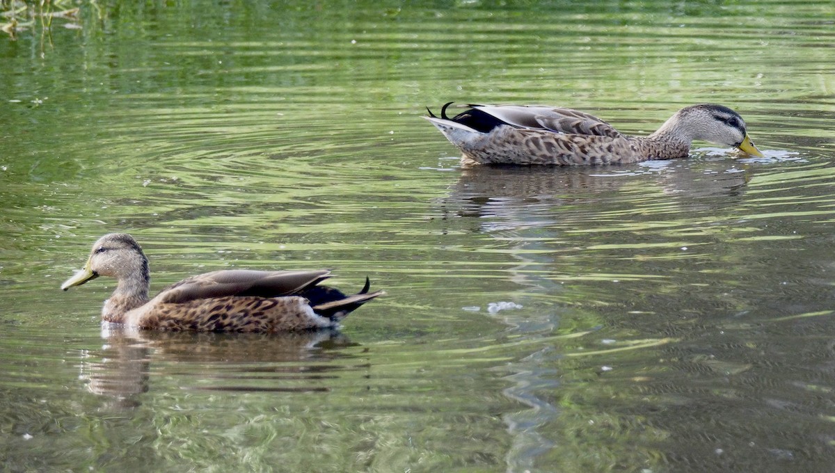 Mallard - Lee & Mary Ann Evans