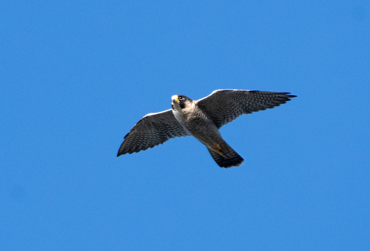 Peregrine Falcon - ML609289635