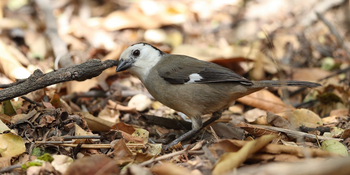 White-headed Brushfinch - ML609289648