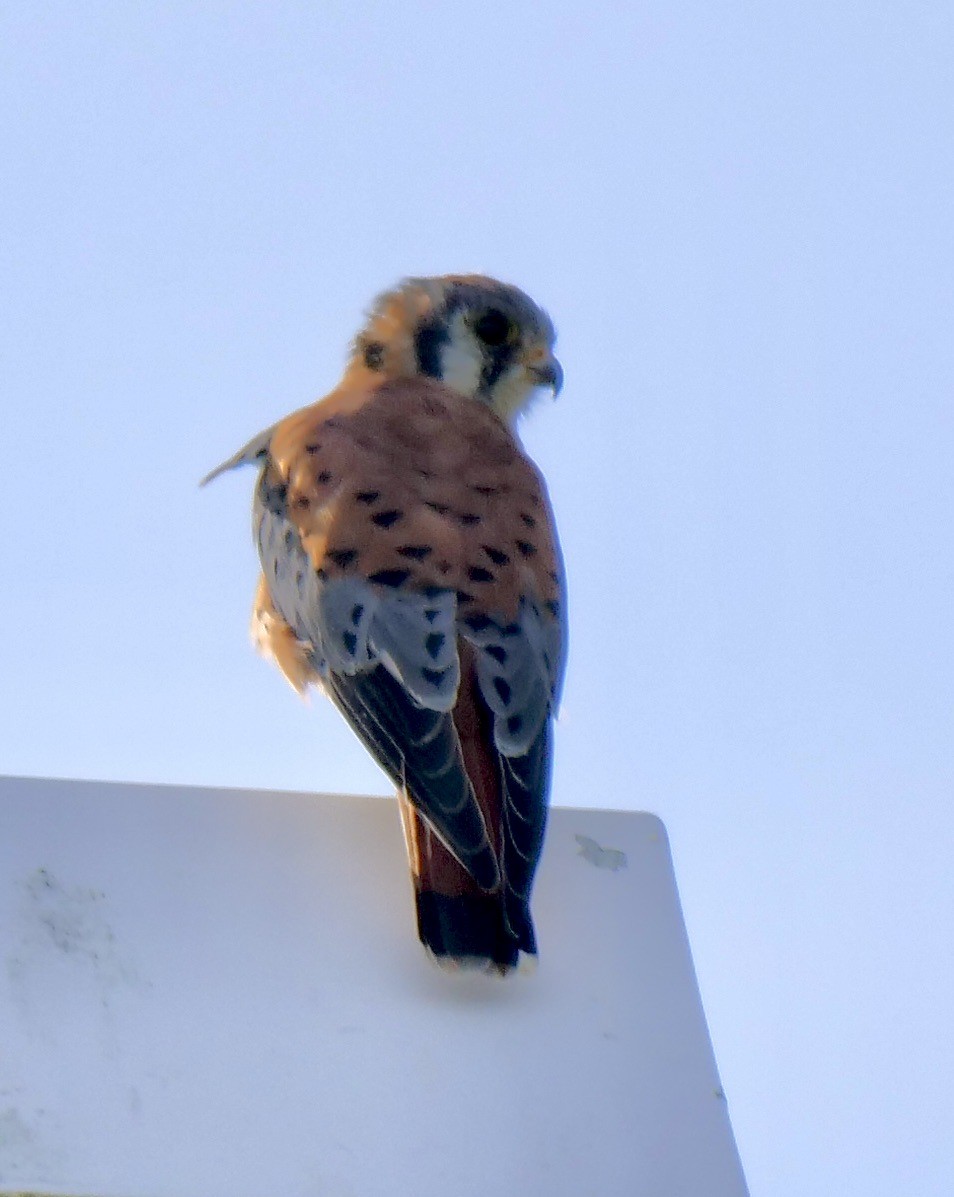 American Kestrel - ML609289683