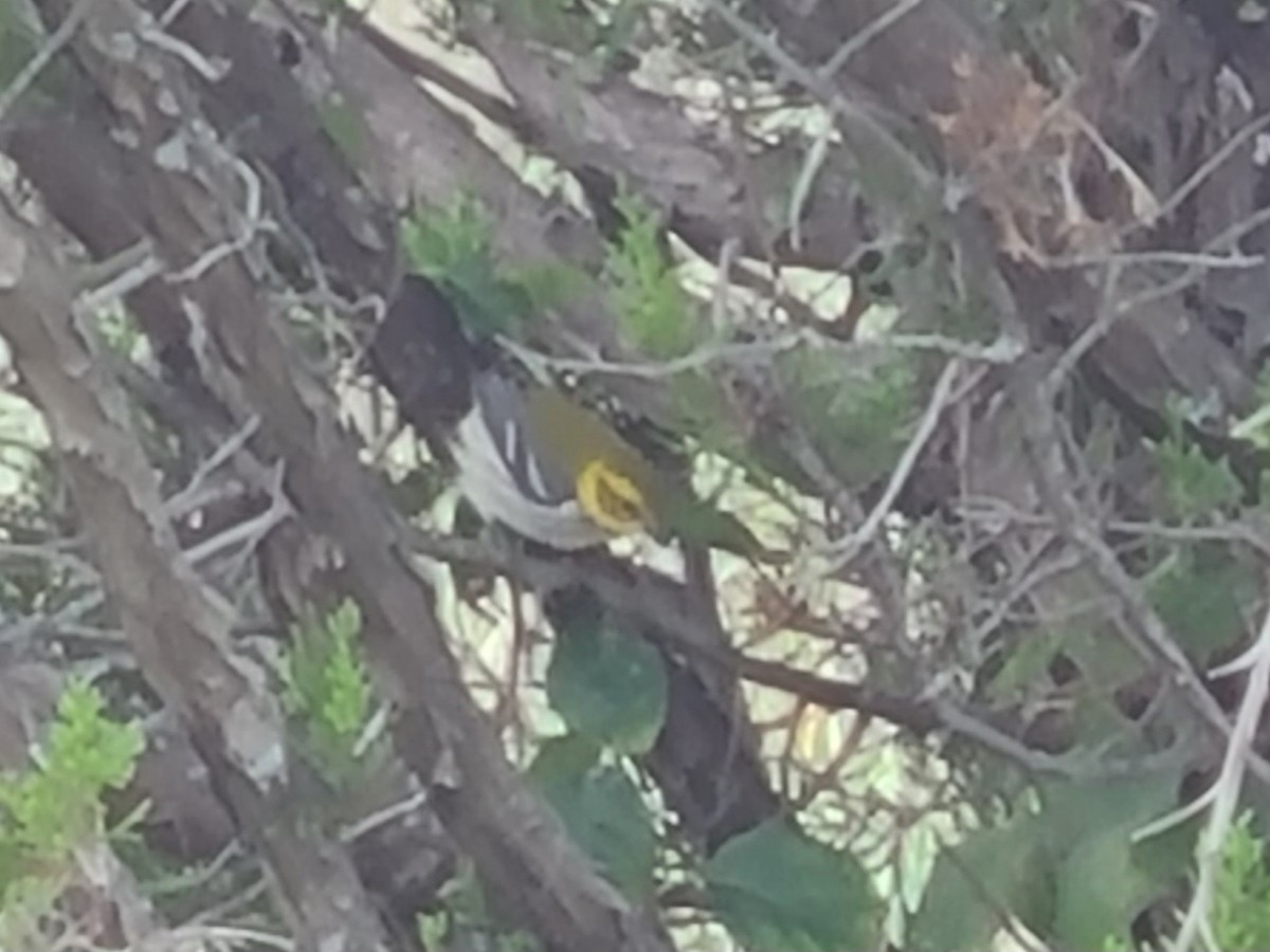 Black-throated Green Warbler - ML609289692