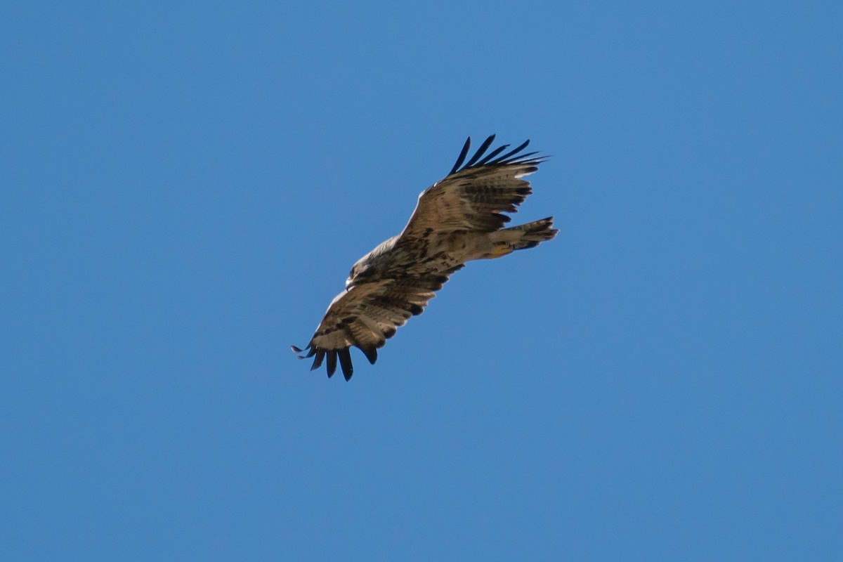 Imperial Eagle - Galia Veleva