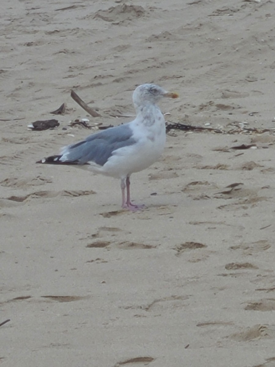 Gaviota Argéntea - ML609289727