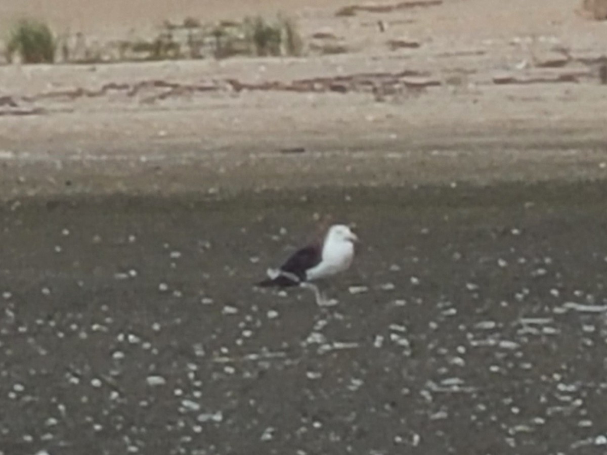 Great Black-backed Gull - Crystal Whitehead