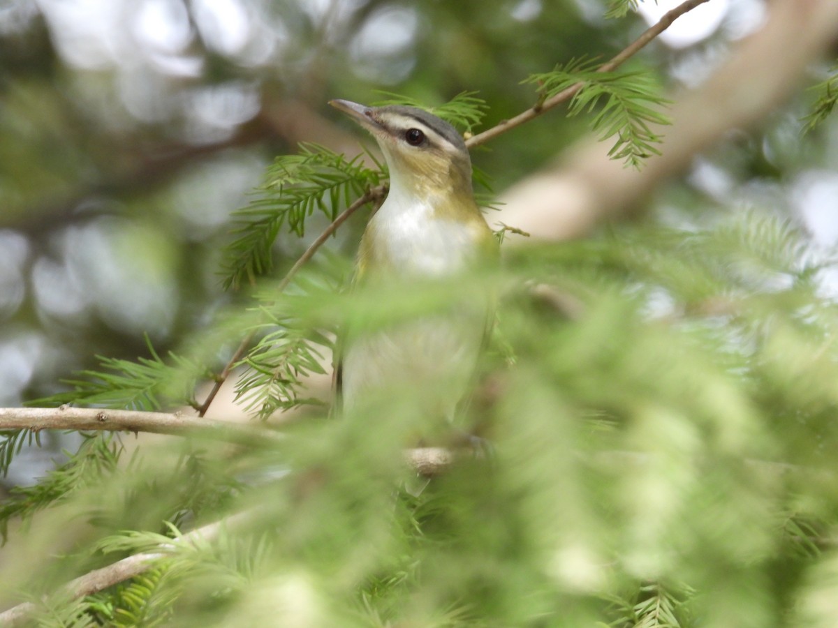 rødøyevireo - ML609289813