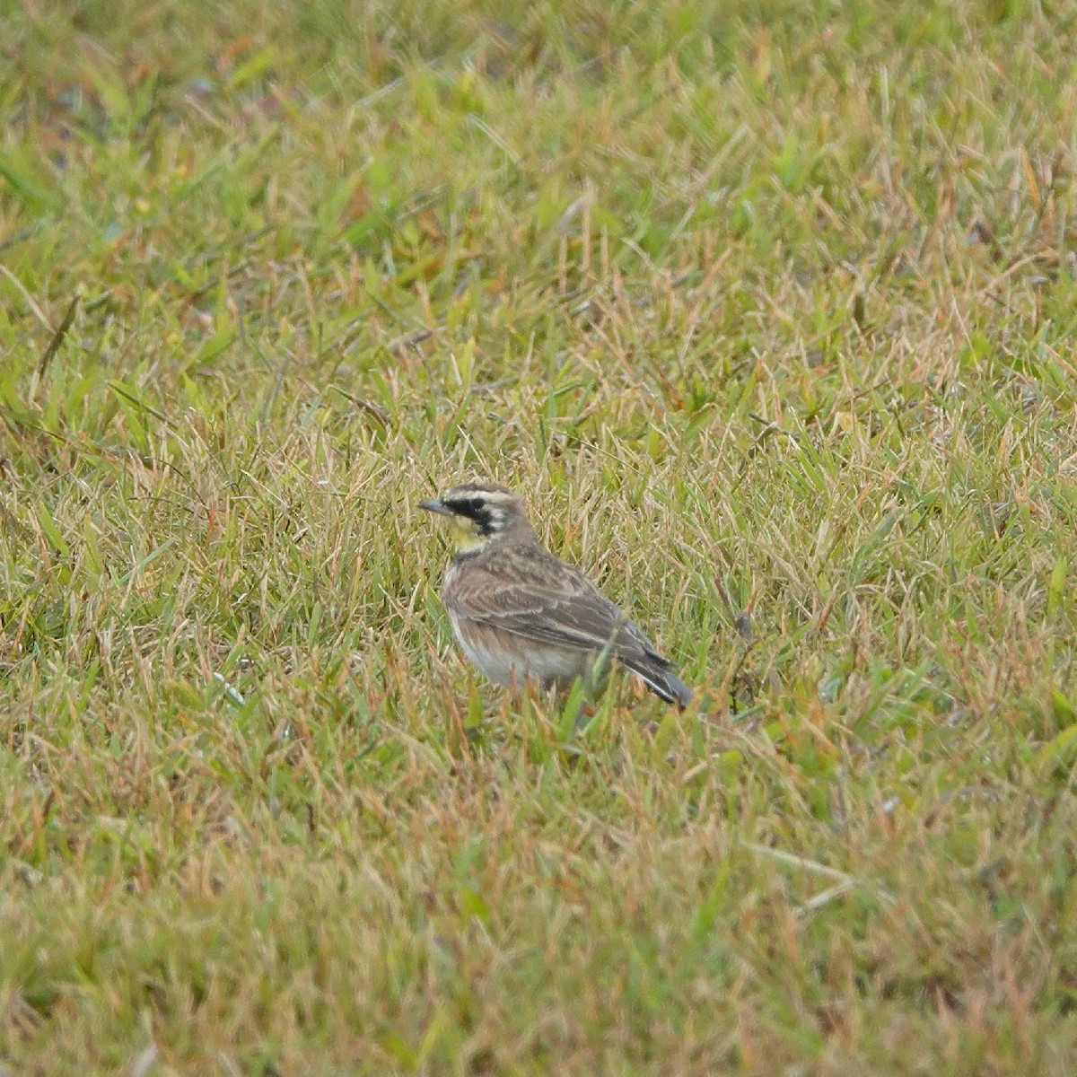 Horned Lark - ML609289899