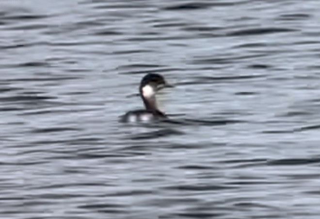 Eared Grebe - Patrick Finch