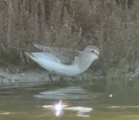 Curlew Sandpiper - Patrick Finch