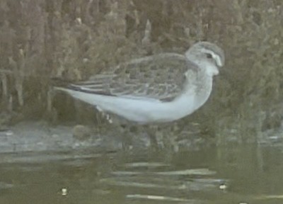 Curlew Sandpiper - Patrick Finch