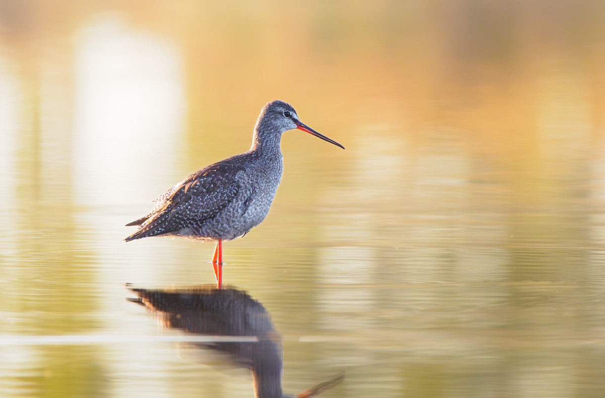 Spotted Redshank - ML609289919