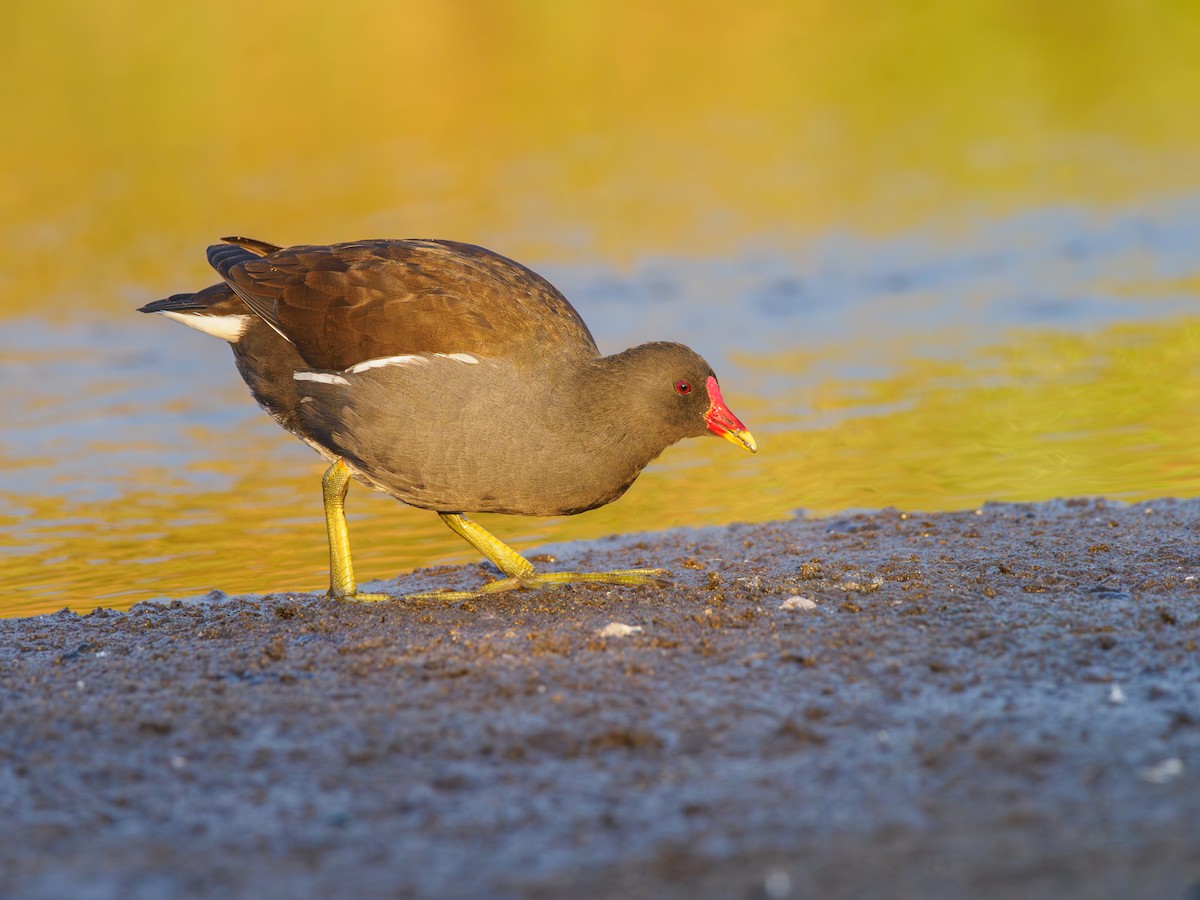 Eurasian Moorhen - Olaf Solbrig