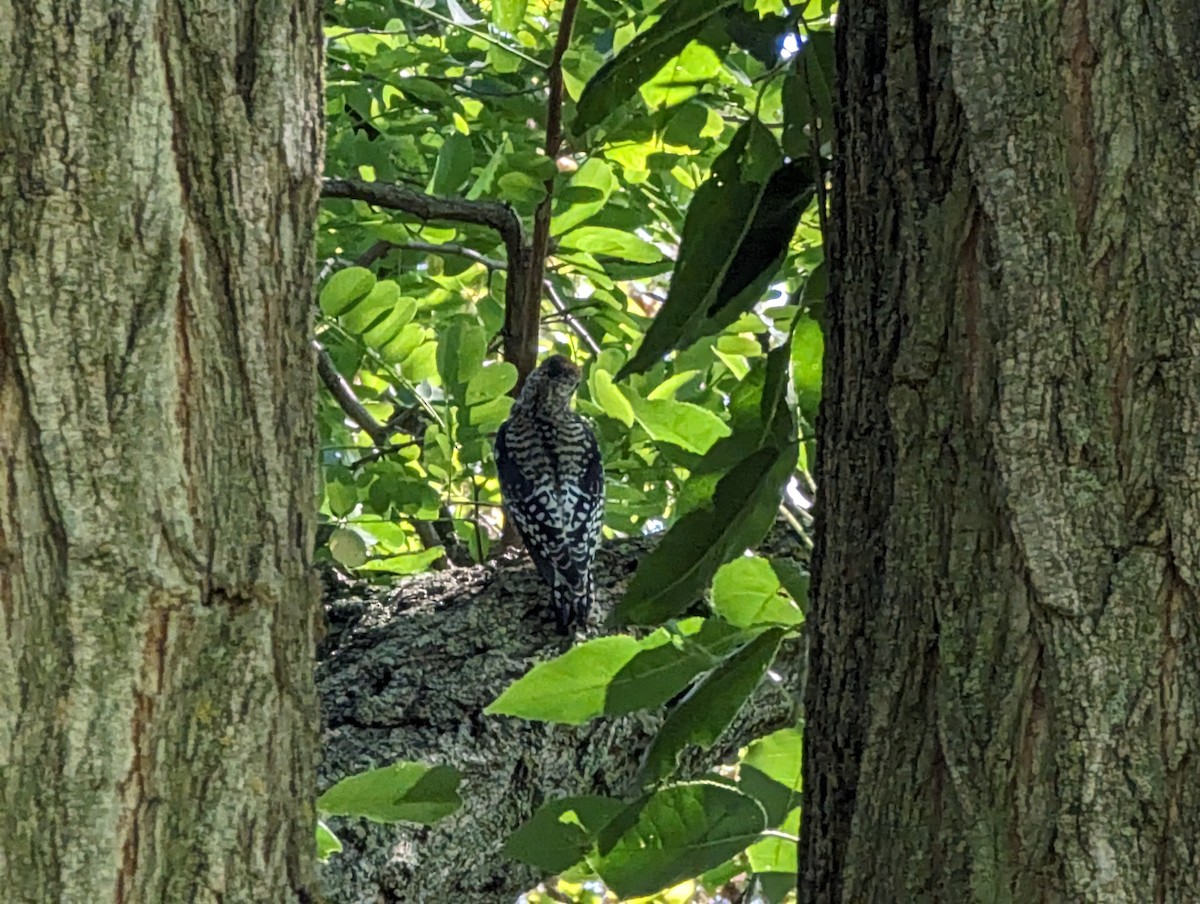 Yellow-bellied Sapsucker - ML609289938