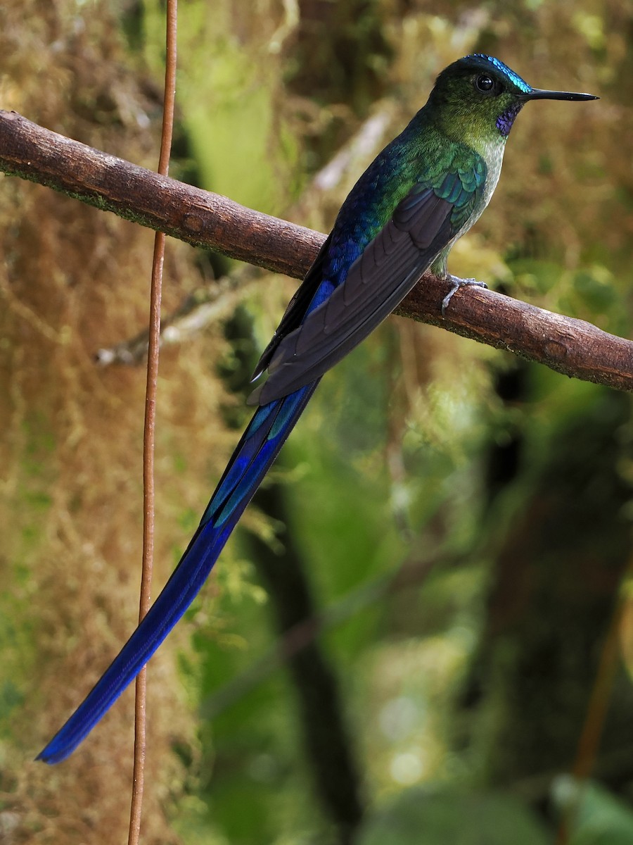 Violet-tailed Sylph - ML609289982