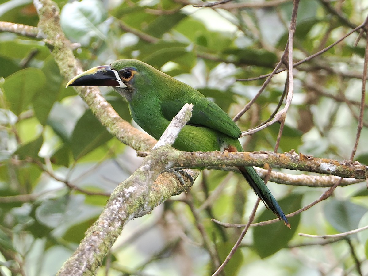 Toucanet à gorge blanche (griseigularis) - ML609290033