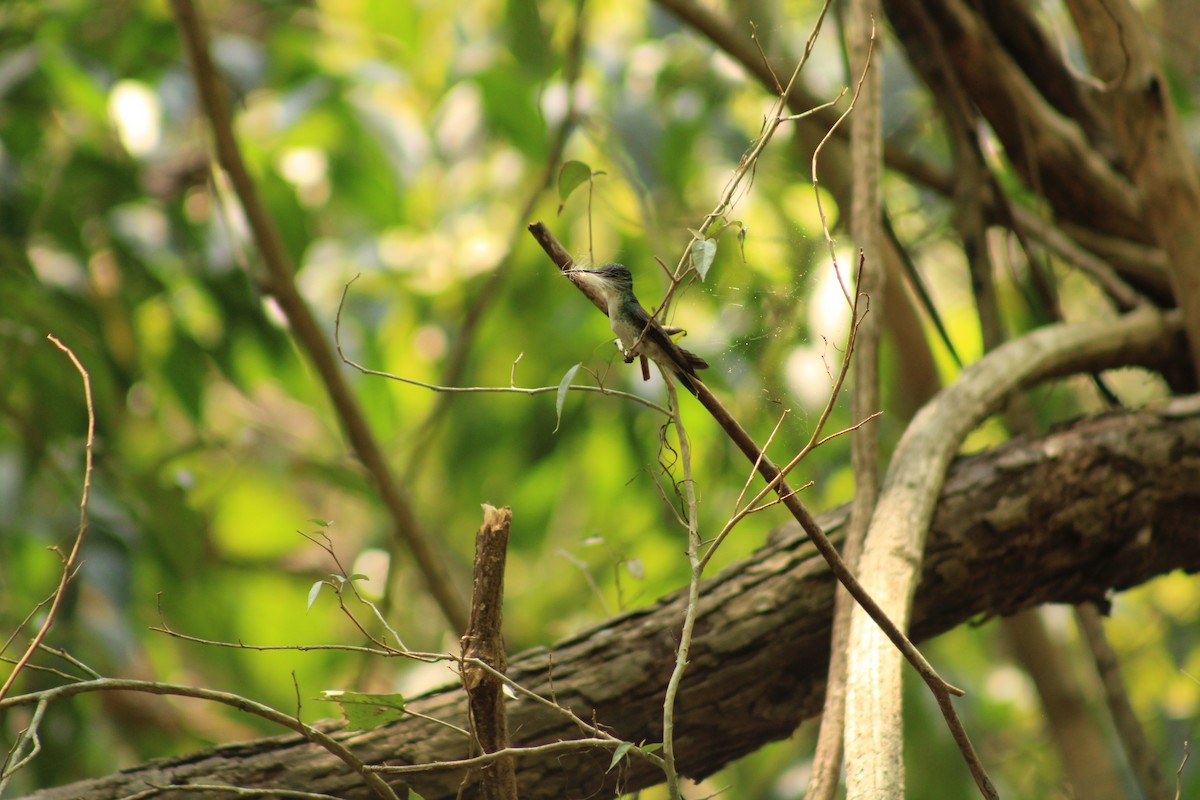 White-bellied Emerald - ML609290088