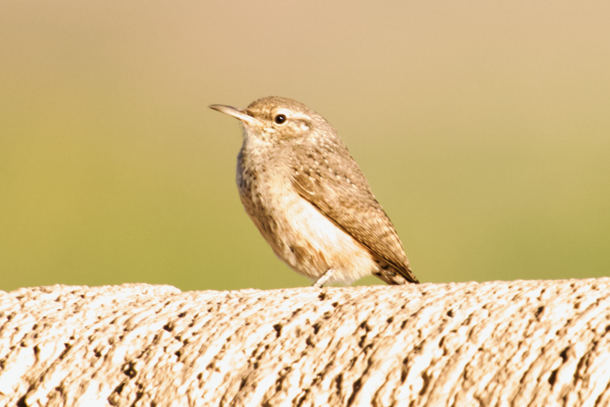 Rock Wren - ML609290204