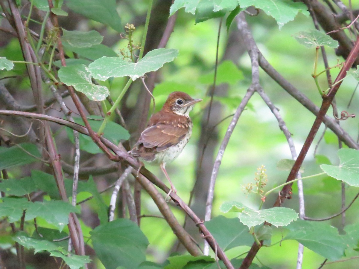 Wood Thrush - ML609290209