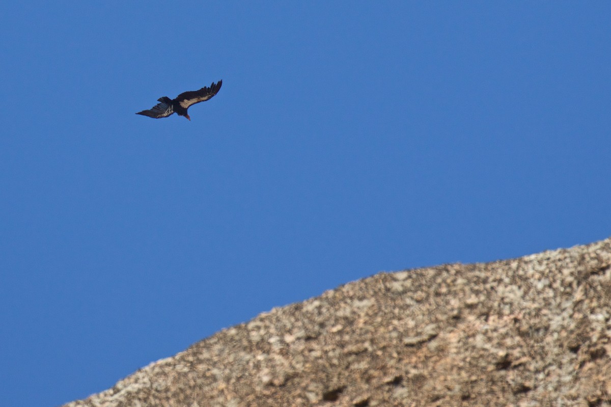 Condor de Californie - ML609290213