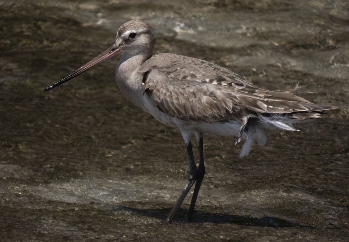 Hudsonian Godwit - ML609290219