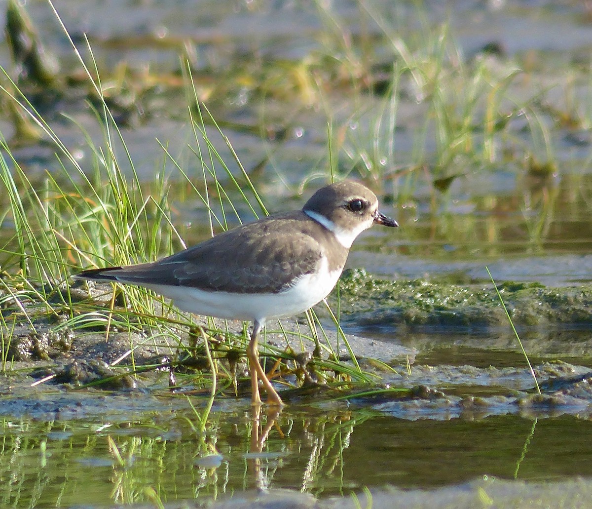 Semipalmated Plover - ML609290225