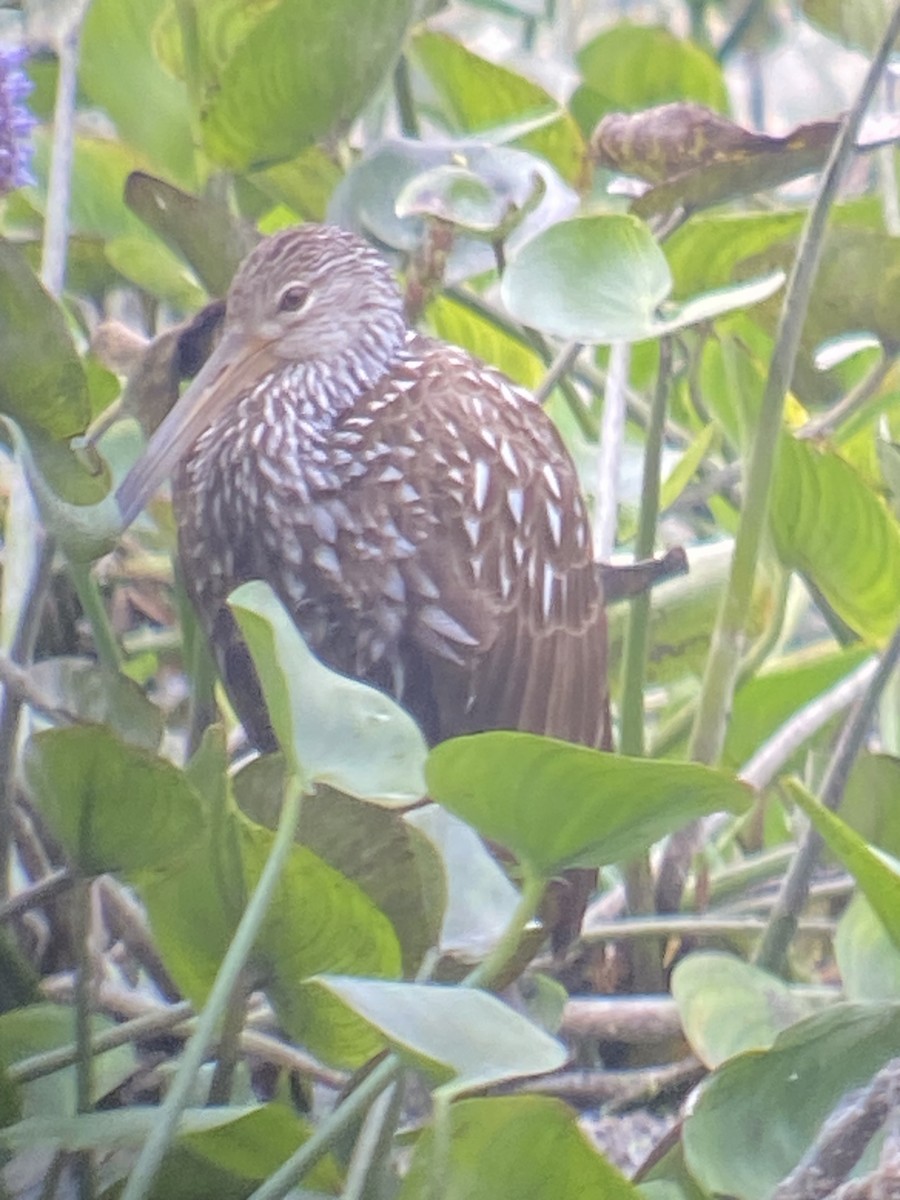 Limpkin - ML609290236