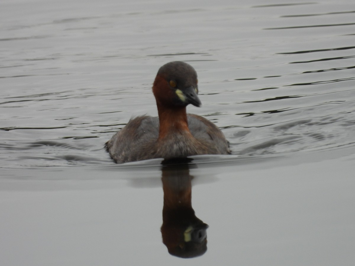 Little Grebe - ML609290360