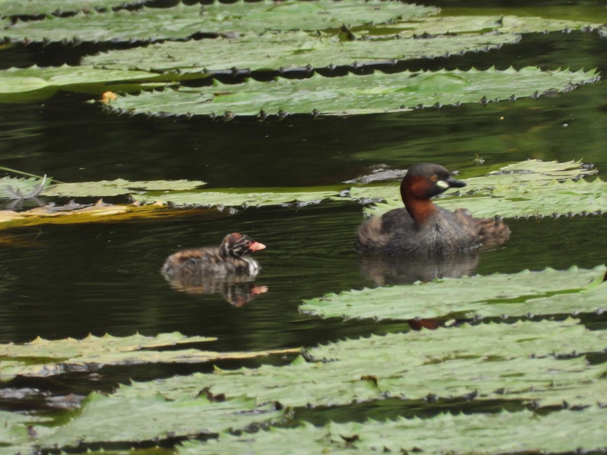 Little Grebe - ML609290361